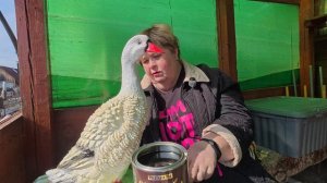 Купили на дачу дорожки и новые шторы. Сафар меняет дверь  а я покрывают лаком животных.