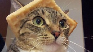 Смешные и забавные животные 😻😺 Лучшие приколы с животными 🐶 Подборка забавных животных