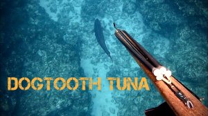 Подводная охота / Зубатый тунец и гигантский чёрный групер