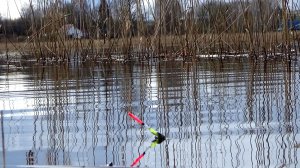 Ловля плотвы на удочку рано весной с берега на сложном озере + операция бобры