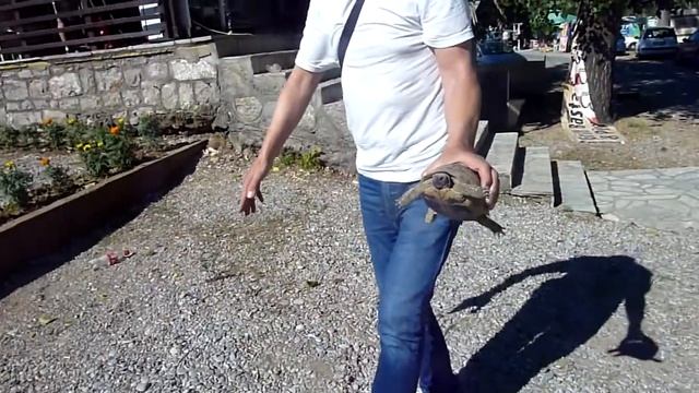 VLOG:Черепашка на дороге//Спасаем черепашку//Мы в Черногрии//идущая за мечтой