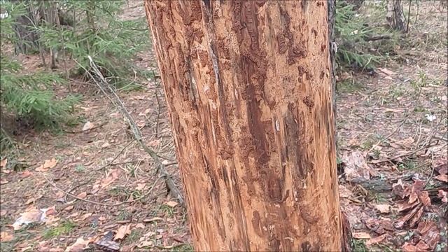 Оптимальный вариант сбора сосновой коры