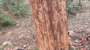 Оптимальный вариант сбора сосновой коры