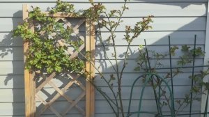 15 сортов лилий, какие по качеству луковицы из Пулков 🪴 сад🌿