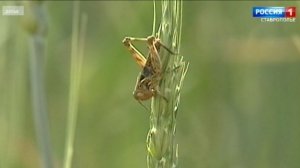 На Ставрополье готовятся к борьбе с саранчой