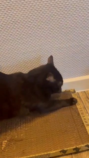 Когтеточка бомбезная!❤️