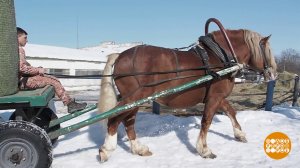 Тяжеловозы: богатырские лошадки! Только ленивые... Доброе утро. Фрагмент выпуска от 08.04.2026