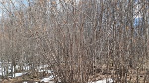 Весна, лес, лещина