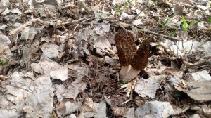 Первый выезд за сморчками 2026 года!