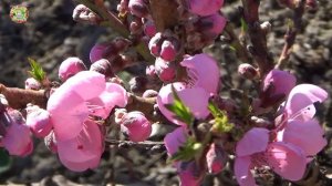 Гороскоп для Важных Дел в Саду, на Огороде, в Доме с 11 по 15 Апреля 2026 Года?!