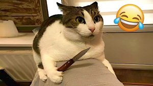 СМЕШНЫЕ КОШКИ КОЛБАСЯТСЯ! ПРИКОЛЫ С КОТАМИ! РЖАКА!