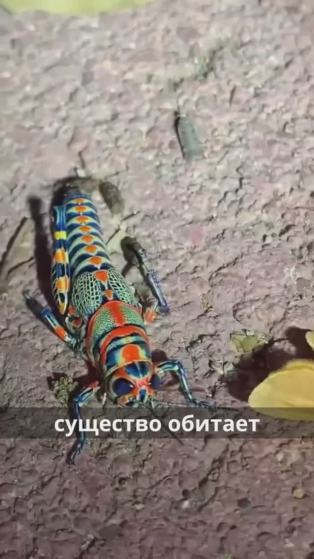 🦗 Радужный кузнечик - мастер цвета!