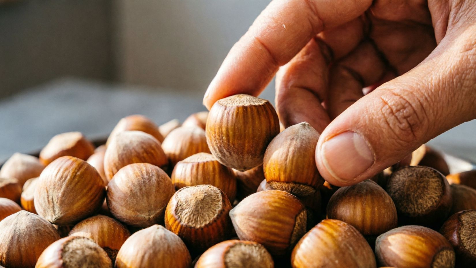 Фундук Ломбардский — круглый, крупный, элитный. Ростов-на-Дону | Маленькие Сады