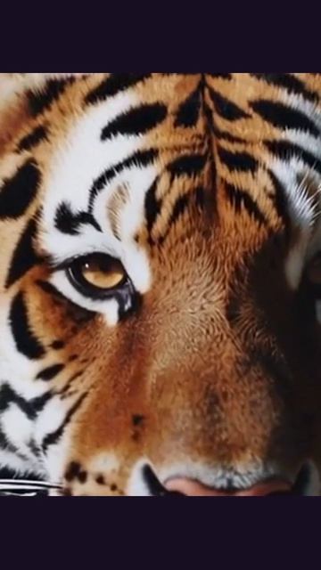 #тигр #дикоживотные #животные #тигры #защитаживотных