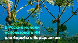 В России начали использовать ИИ для борьбы с борщевиком