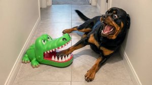 ЧРЕЗВЫЧАЙНО ДРАМАТИЧНЫЕ ЖИВОТНЫЕ, КОТОРЫЕ ЗАСТАВЯТ ВАС УЛЫБНУТЬСЯ