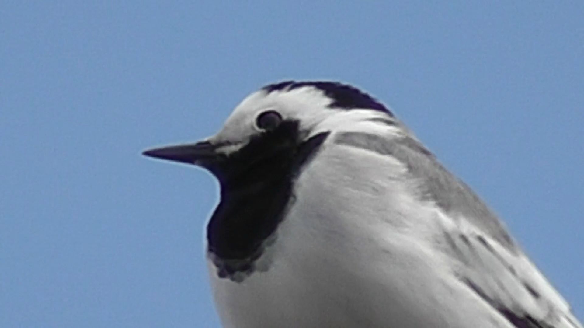 Трясогузка.Увеличиваю Zoom.