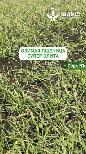 Удобрение озимой пшеницы | Агрогород | ГК 