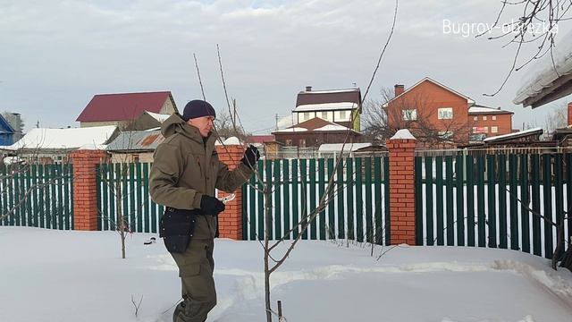 Обрезка сливы 3 г