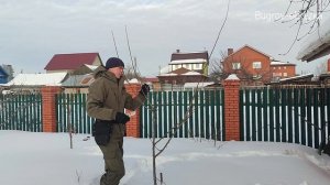 Обрезка сливы 3 г