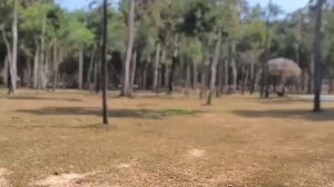 Дикий Сафари Парк 08.04.26.