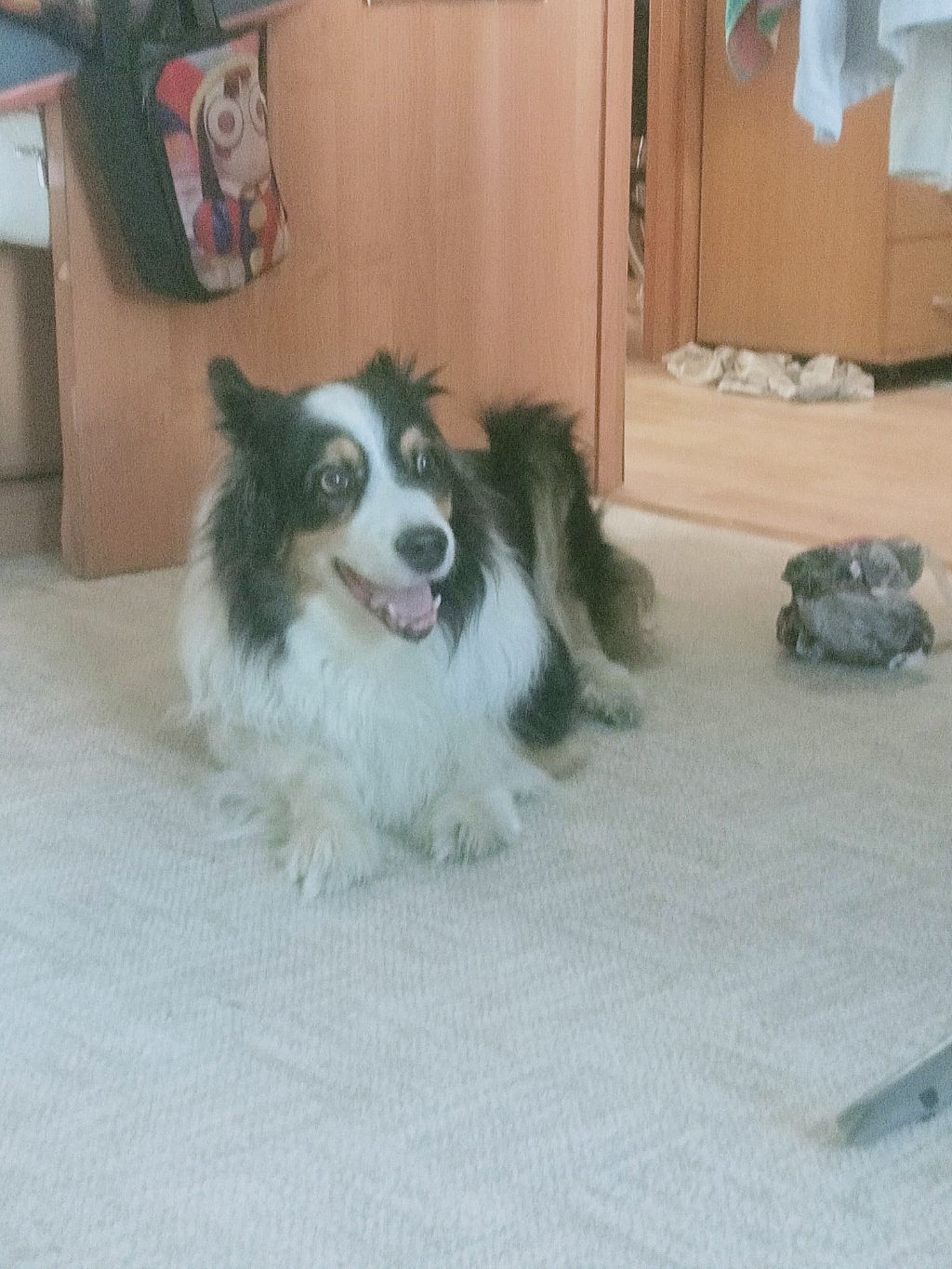 обзор на арника