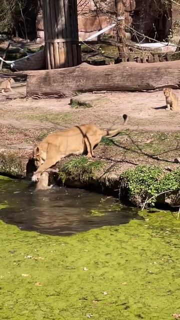 ТГК: Психогенетик