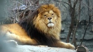 Лев Ричард потерял Найти и громко позвал ее, и она тут же пришла.