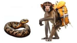 Обезьяна, Змея  и Марья Ивановна - Аудиокнига "Вовочка и Марьванна".