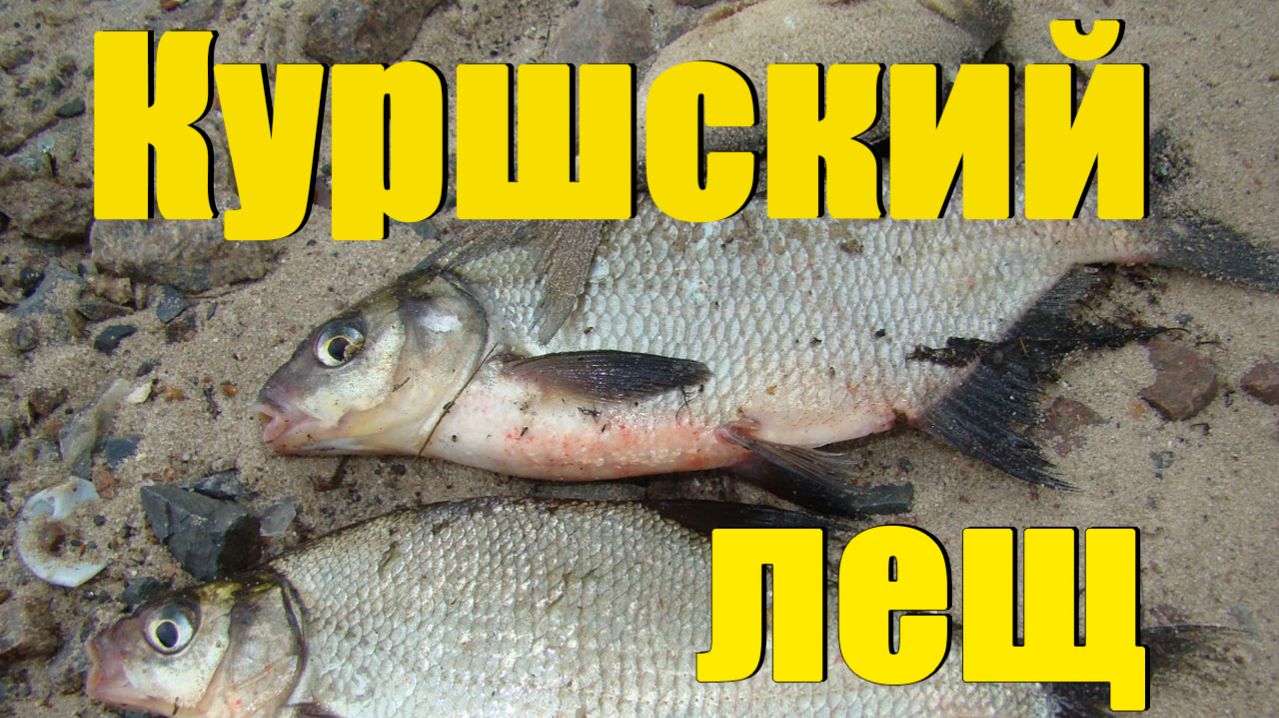 Лещ, калининградская область