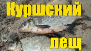 Лещ, калининградская область