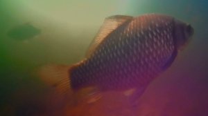 У хищников пора охоты