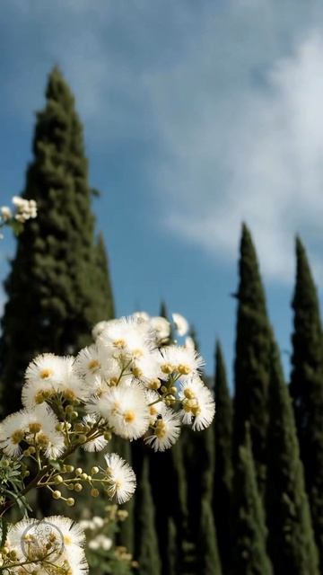 Логика икебаны