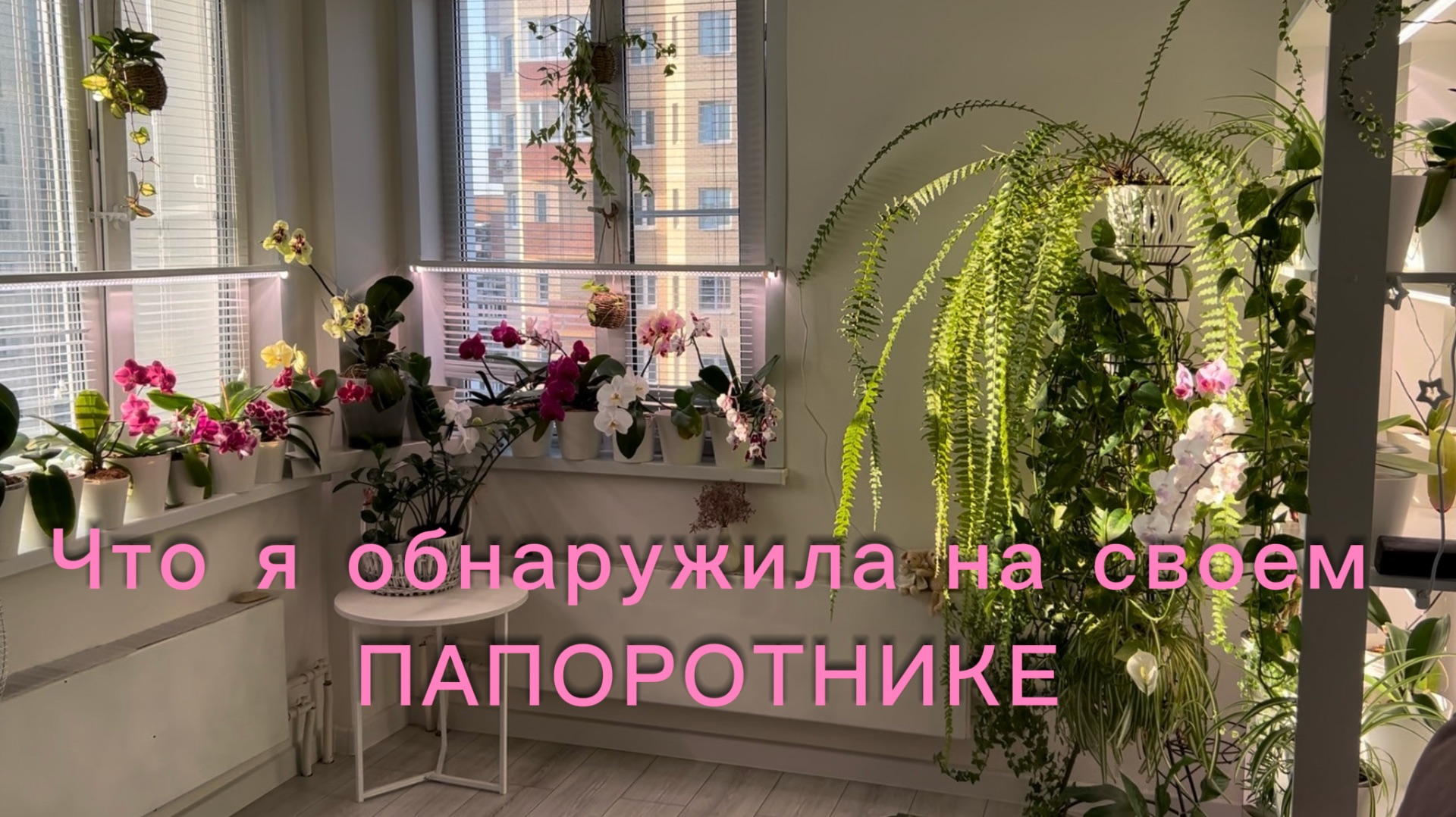 Чудеса в моей комнате с ОрХиДеЯмИ🌸☀️🌿