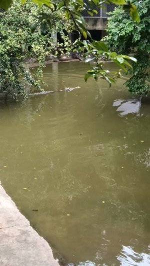 1 200 крокодилов вернулись в дикую природу Парк Миллионных Камней в Паттайе
