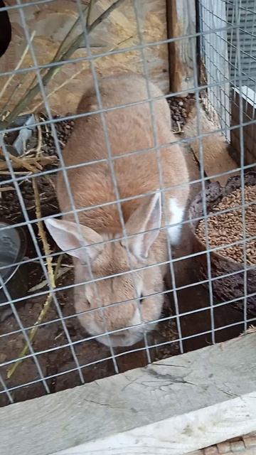 Жизнь в деревне