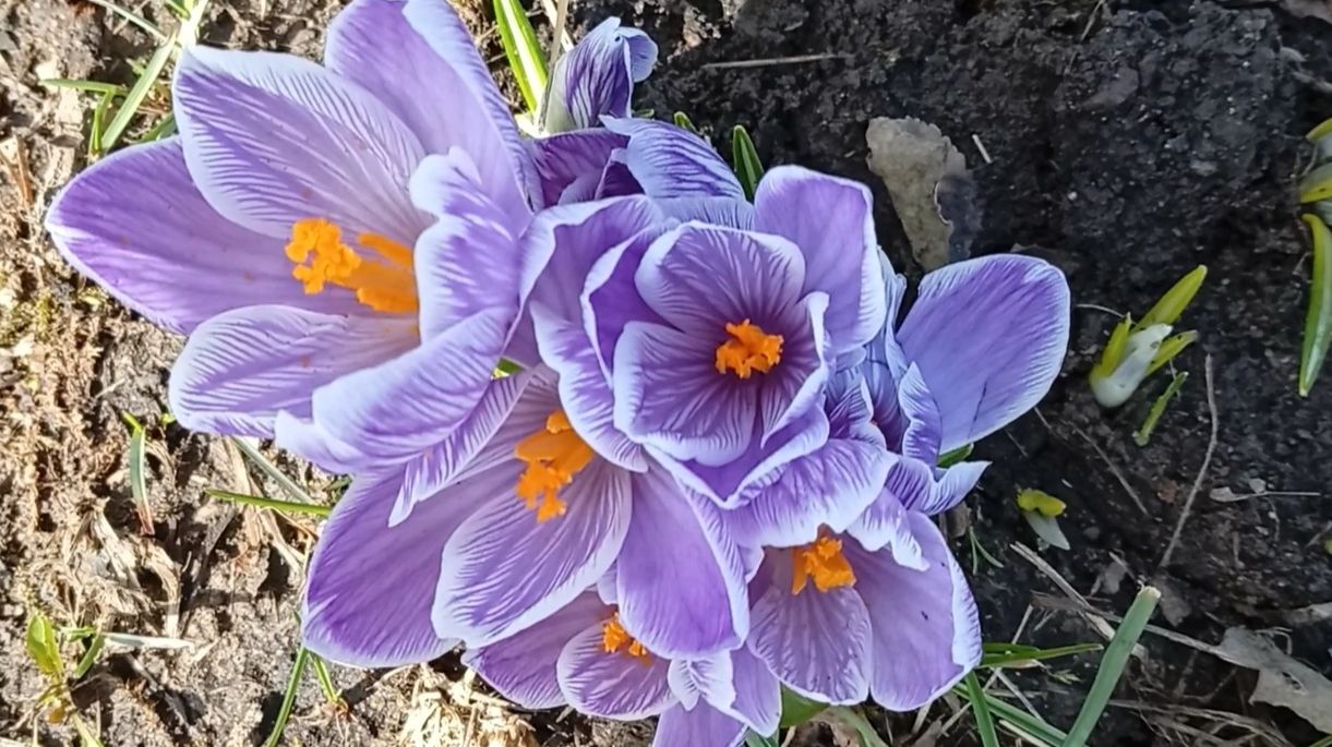 Чудеса природы - первоцветы крокусы