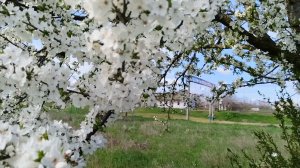 Деревенский день:пшено для курочек,котики и прогулка