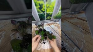 Фиалка дает много листиков и не цветёт!!! Что делать???