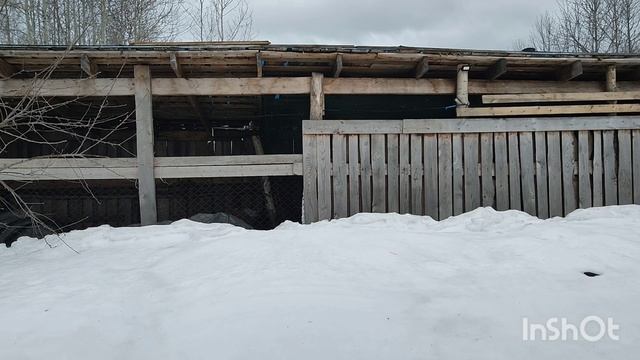 начало апреля, спасаю деревца