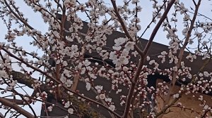 Деревенские будни//Удачное приобретение//Кот змею притащил//Сосед не оставит без работы.