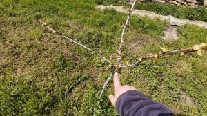 7,8 апреля 2026г.Кошу траву.Взошла картошка.