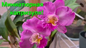 Орхидея каттлея Рождественская роза!А может быть это вирус?🌹
