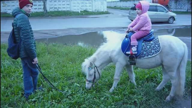 Пони лошадь