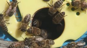 Насекомые и пауки твоего сада