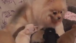 Жизнь на пенсии У кого кошечки у меня собачки У нас чужих детей нет все вместе 1,5 месяца чихуахуа