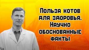 Польза котов для здоровья. Научно обоснованные факты