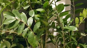 Благовещенье