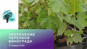 Укоренение черенков винограда 07.04.2026 г