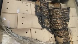 Новоосколец сжег целый рефрижератор с инкубационными яйцами